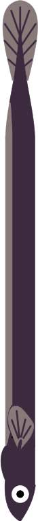 Eel Pointer